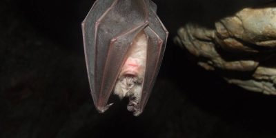 Bats hanging down in simcoe county