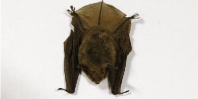 Northern long-eared bat photographed at a natural history museum, illustrating rabies risk from bat exposure linked to a 2024 Ontario child case.