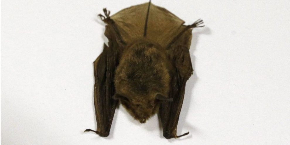 Northern long-eared bat photographed at a natural history museum, illustrating rabies risk from bat exposure linked to a 2024 Ontario child case.