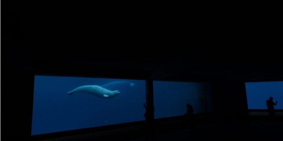 Beluga whales swimming in a tank at Marineland in Niagara Falls, Ontario