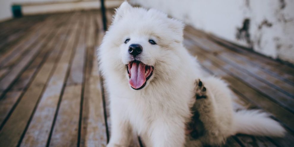 Itch Check Day aims to help pet owners spot allergy trouble early