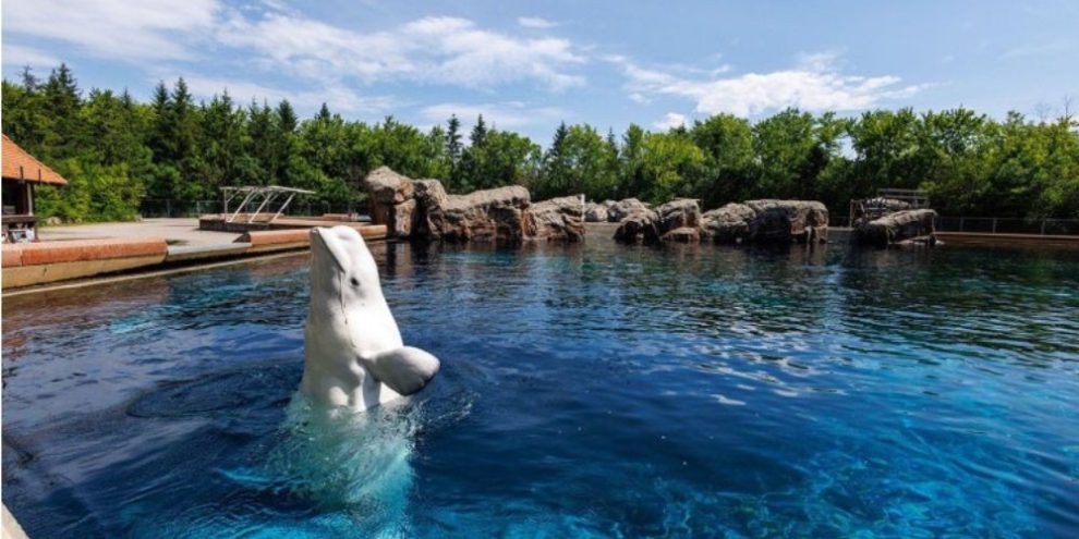 Beluga whale swimming in a tank at Marineland in Niagara Falls, Ontario, in June 2026