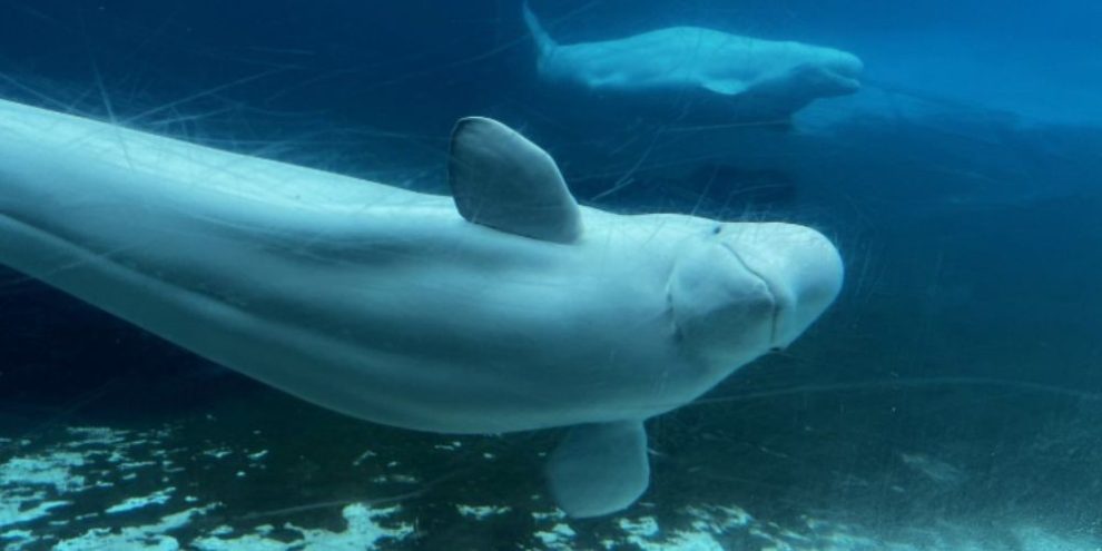 Beluga whales swim in a tank at Marineland in Niagara Falls, Ontario, as officials approve a rescue plan to relocate the park's captive whales and dolphins.