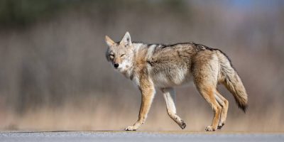 A stock image of a Coyote in a park