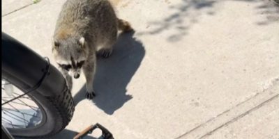 A Barrie Police officer gives water to a raccoon found in distress during a downtown patrol.