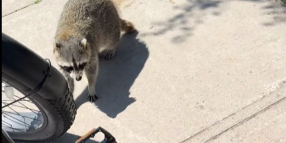 (Video) Barrie Police come to the aid of thirsty downtown raccoon