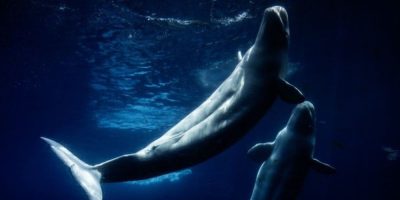 Beluga whales swim in a tank at Marineland in Niagara Falls during the park's final days before being relocated to aquariums in the United States and Spain.