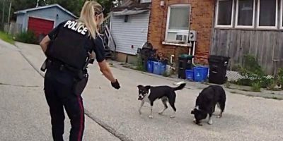 A Barrie Police officer uses dog treats to lure two aggressive dogs into a fenced area before Animal Control officers capture them.