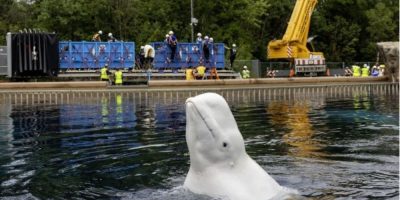 Six beluga whales are transported from Marineland in Niagara Falls in custom slings for transfer to U.S. aquariums.