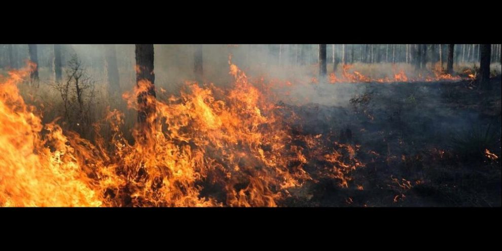Simcoe County to conduct controlled burn in Clearview forest following 2025 ice storm damage