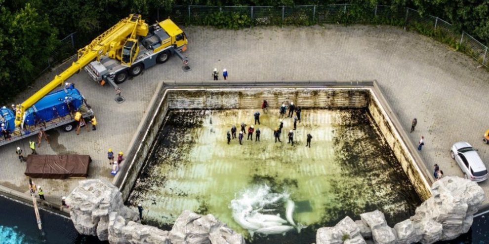 Beluga whales are prepared for transport from Marineland in Niagara Falls, Ont., on Aug. 12, 2026.