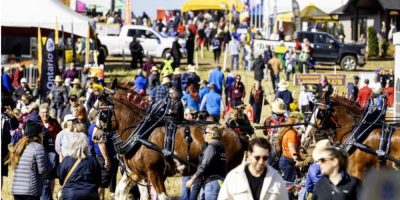 Horses trot during the parade at the 2026 International Plowing Match in Walkerton, Ontario.