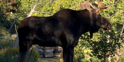 Elliot the moose is seen wandering in Collingwood