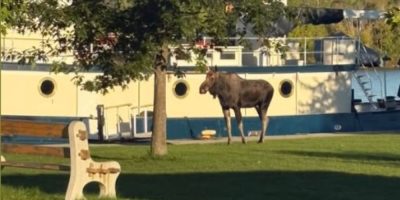 Moose spotted in Midland on Sept. 24, 2026