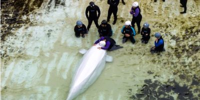 Trainer Taylor-Lee Dell says goodbye to beluga whale Tofino during the final transfer of whales from Marineland in Niagara Falls, Ontario.