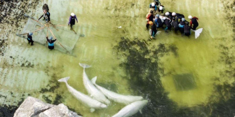 Beluga whale Jelly Bean is transported from Marineland in Niagara Falls during the move to Spain