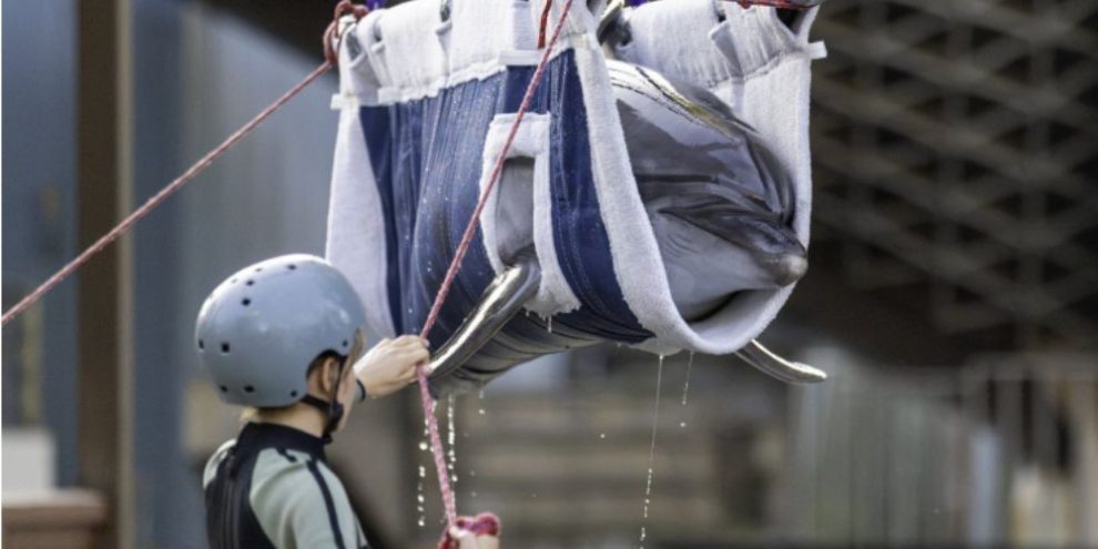 Dolphin Echo is transported onto a truck at Marineland in Niagara Falls, Ont.