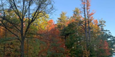 Fall-coloured leaves at The Gables Park in Barrie on Oct. 12, 2025