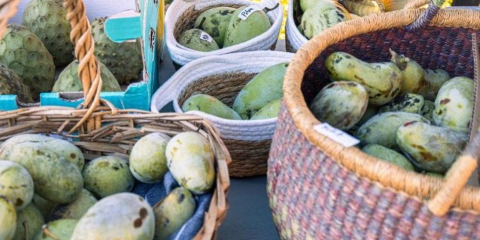 Thousands gather in Quebec to celebrate North America's forgotten fruit