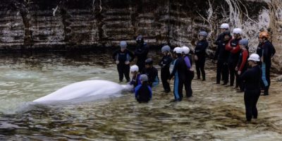A beluga whale is transported from Marineland in Niagara Falls, Ont., on Aug. 31, 2026, during the final transfer of whales out of the closed park.