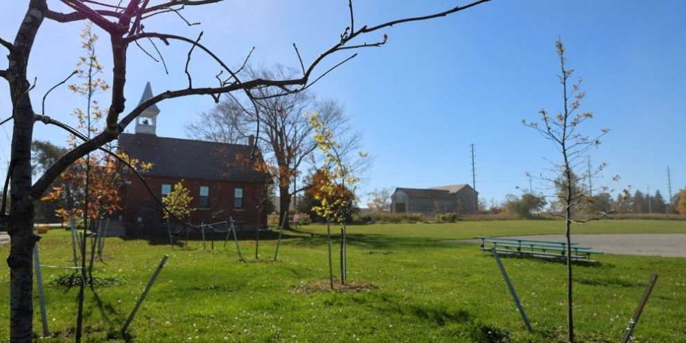 Newly planted trees near the Knock Community Centre in Innisfil.